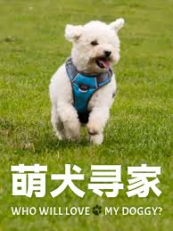 萌犬寻家 第02集